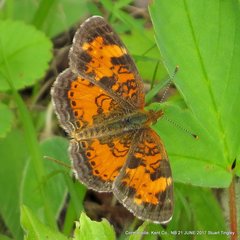 Phyciodes tharos image