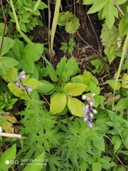 Delphinium retropilosum