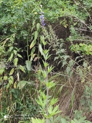 Delphinium retropilosum