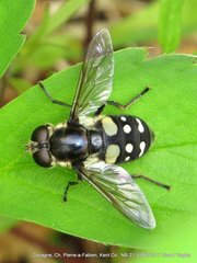 Sericomyia lata