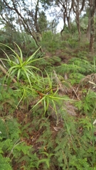 Dracophyllum sinclairii