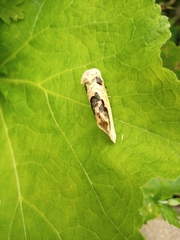 Phalera flavescens