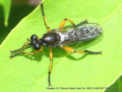 Laphria sadales