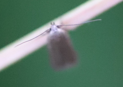 Acompsia cinerella