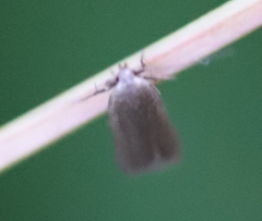 Acompsia cinerella