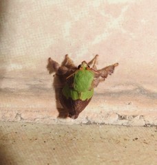 Aergina hilaris