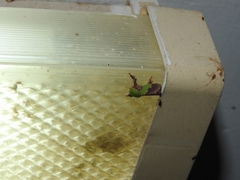 Aergina hilaris