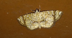 Nausinoe