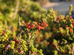 Erica manipuliflora