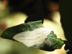 Acropteris ciniferaria