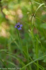 Sisyrinchium mucronatum