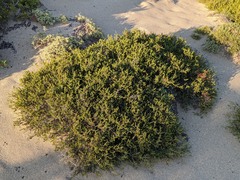 Erica manipuliflora