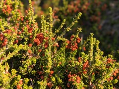 Erica manipuliflora
