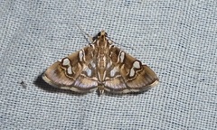 Chabula telphusalis