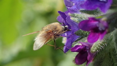 Bombylius posticus