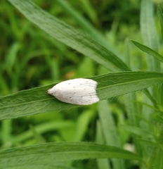 Scythropiodes approximans