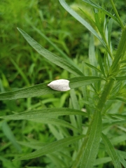 Scythropiodes approximans
