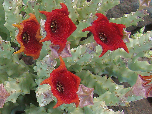 Monolluma socotrana (Coral Shrub)