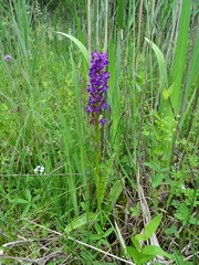 Dactylorhiza majalis