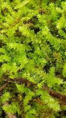 Racopilum cuspidigerum (Racopilum cuspidigerum)