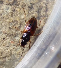 Stenolophus mixtus