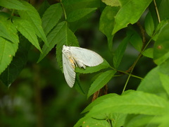 Lepidoptera
