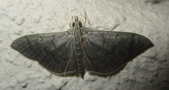 Poliobotys ablactalis