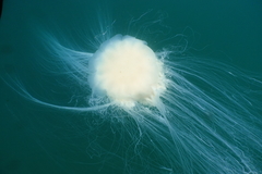 Cyanea nozakii