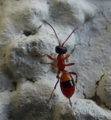 Gelis melanocephalus