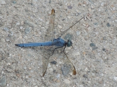 Orthetrum lineostigma