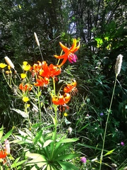 Lilium debile