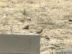 Passer domesticus