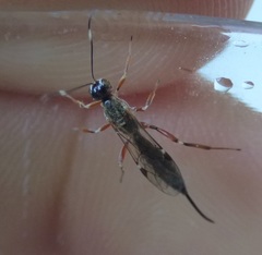 Xorides praecatorius