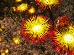 Drosanthemum bicolor