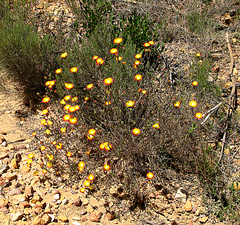 Drosanthemum bicolor