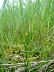 Juncus subnodulosus