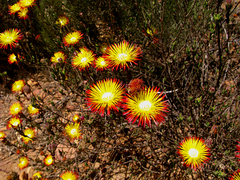Drosanthemum bicolor