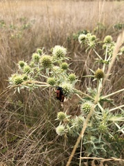 Stictoleptura cordigera