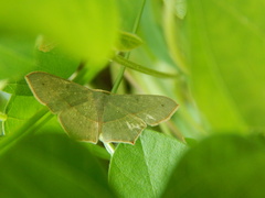 Geometridae
