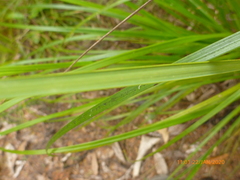 Carex virgata