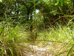 Carex virgata