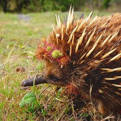 Short-Beaked Echidna photo 3