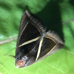 Chalciope