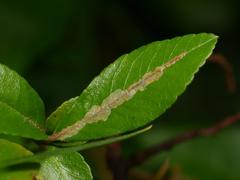 Phyllonorycter leucographella