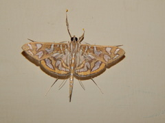 Nausinoe