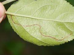 Lyonetia clerkella