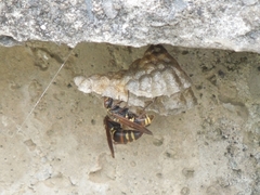 Polistes chinensis
