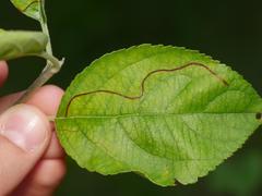 Lyonetia clerkella