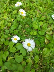 Bellis perennis