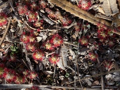 Drosera micrantha